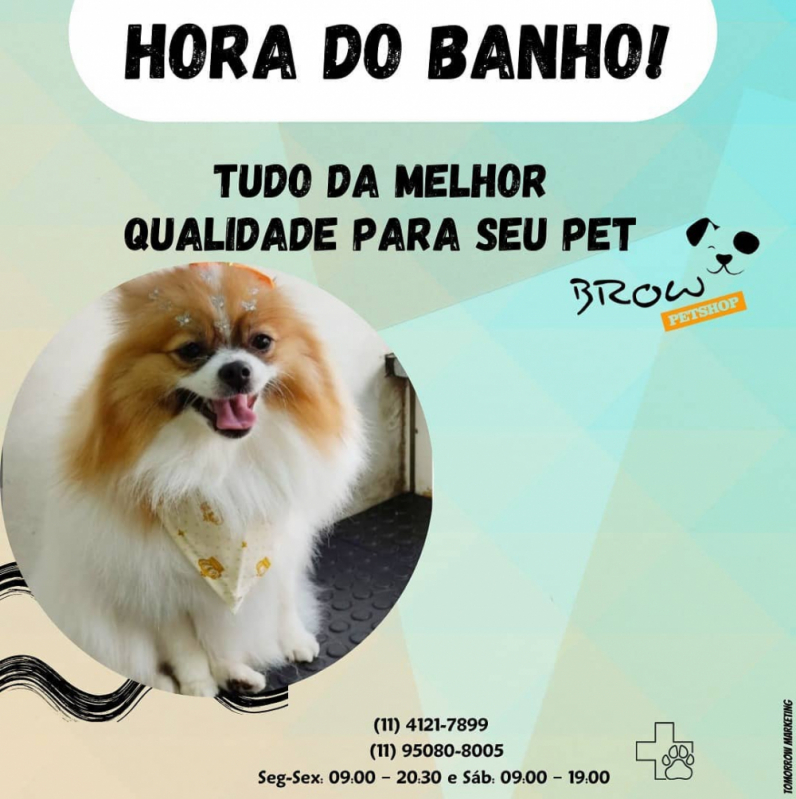 Banho e Tosa para Cachorro Telefone Vila Alzira - Banho e Tosa para Gato