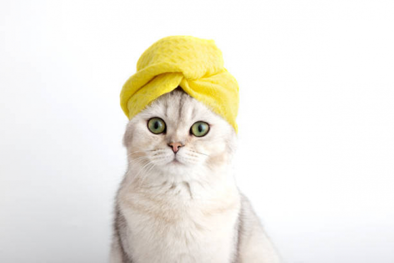 Banho e Tosa para Gato Telefone Parque Oratório - Banho em Gato Pet Shop