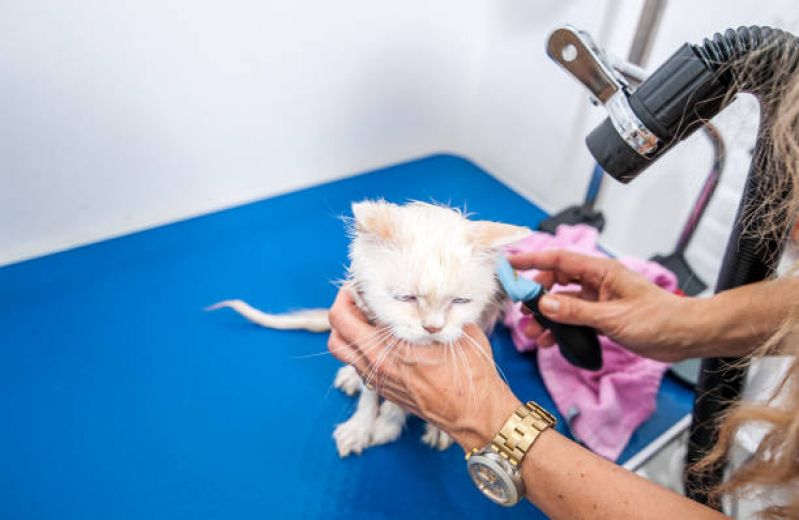 Banho e Tosa para Gato Cerâmica - Banho em Gato Pet Shop