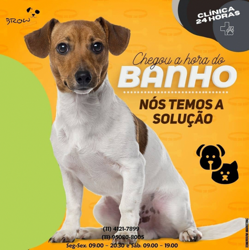 Banho e Tosa Perto de Mim - Pet Brow Clínica Veterinária em São