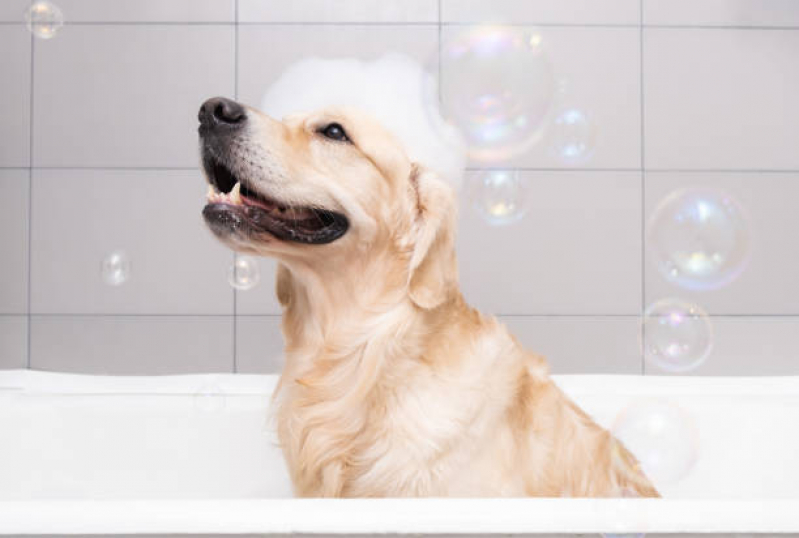 Banho e Tosa Próximo a Mim Telefone Vila Palmares - Banho e Tosa para Cachorro