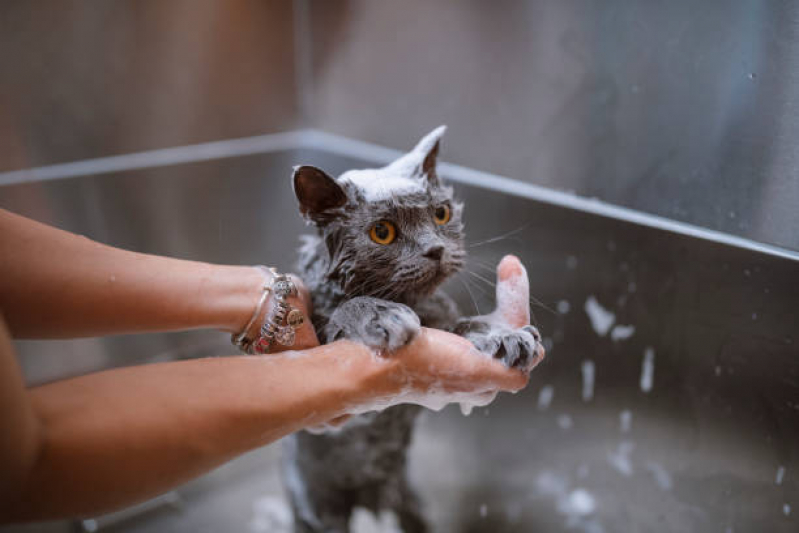 Banho em Gato Pet Shop Industrial - Banho e Tosa Próximo de Mim