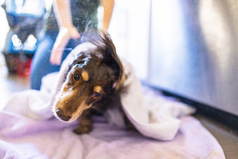 Banho para Cachorro Terapêutico Jardim Chacara Inglesa - Banho Terapêutico para Cachorros