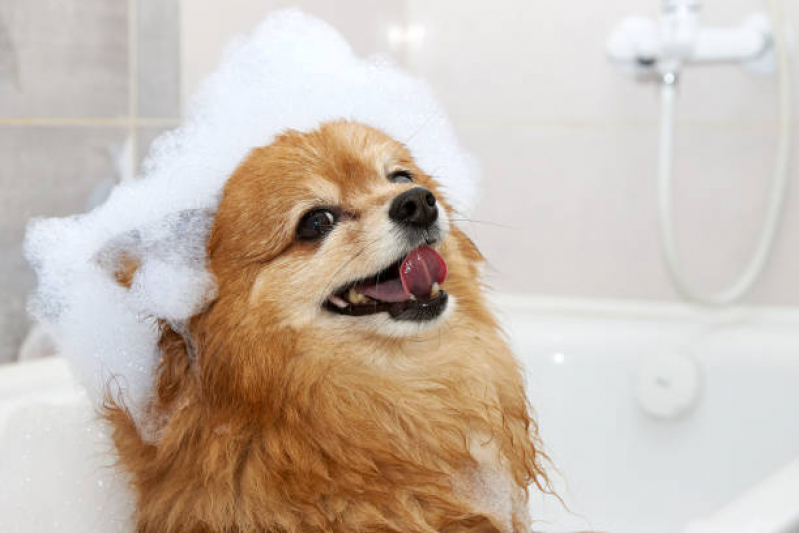Banho Pet Terapêutico Valores Polo Petroquímico de Capuava - Banho Terapêutico em Cães