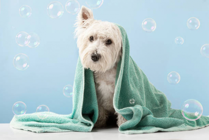 Banho Pet Terapêutico São José - Banho Terapêutico em Cachorro