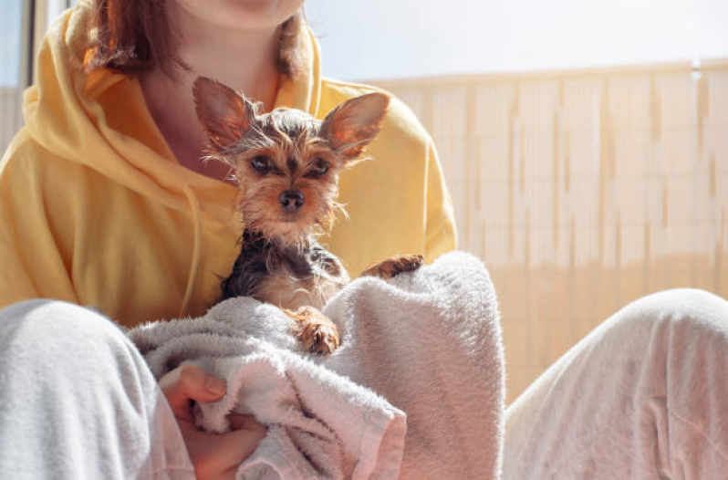 Banho Terapêutico Animal Valores Vila Metalúrgica - Banho Terapêutico em Cães