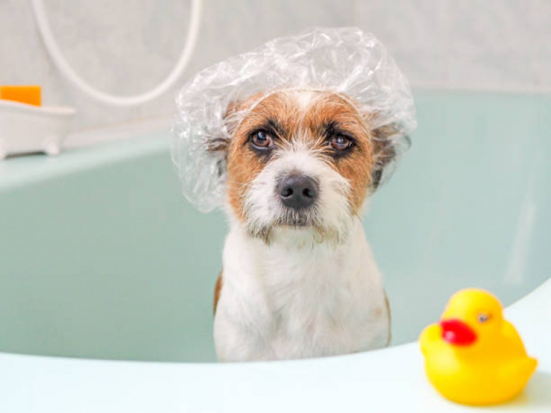 Banho Terapêutico Cachorro Valores Várzea do Tamanduateí - Banho Terapêutico em Cães