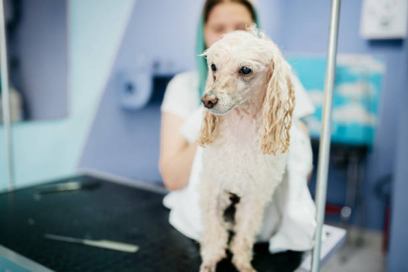 Banho Terapêutico Cachorro Estância Rio Grande - Banho Terapêutico para Cachorros