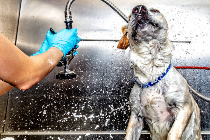 Banho Terapêutico em Cachorro Valores Vila Assunção - Banho Terapêutico para Cachorros
