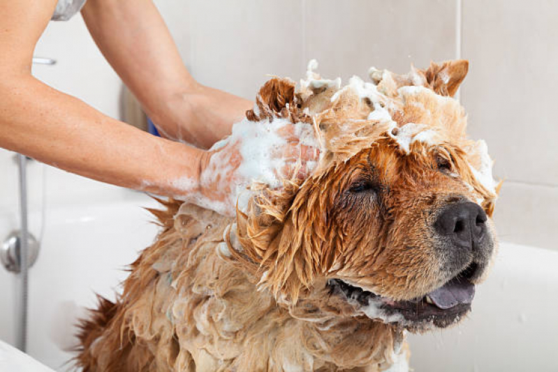 Banho Terapêutico em Cachorro Sítio Taquaral - Banho Terapêutico Diadema