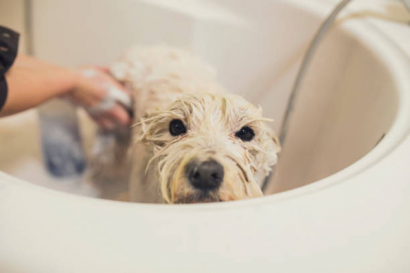 Banho Terapêutico em Cães Valores Novo Homero Thon - Banho Terapêutico Diadema