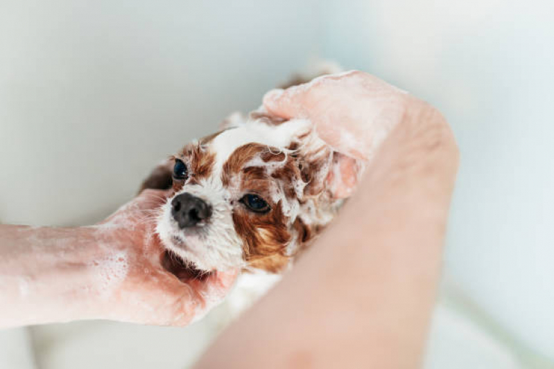 Banho Terapêutico em Cães Vila Aquilino - Banho Terapêutico Diadema