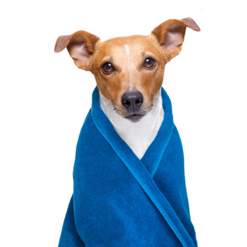 Banho Terapêutico para Cachorro Valores Vila Lutécia - Banho Terapêutico