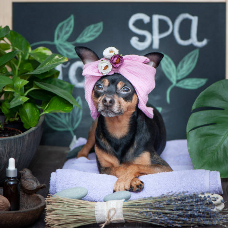 Banho Terapêutico para Cachorro Fundação - Banho Terapêutico em Cães