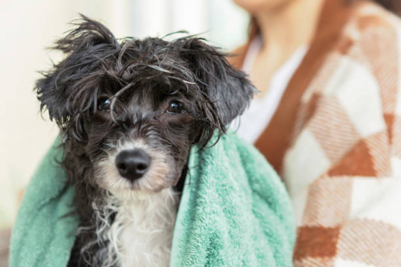 Banho Terapêutico para Cachorros Valores Vila Príncipe de Gales - Banho Terapêutico em Cachorro