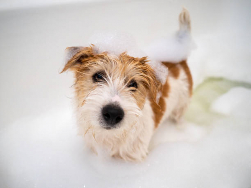 Banho Terapêutico para Cachorros Parque Represa Billings III - Banho Terapêutico em Cães