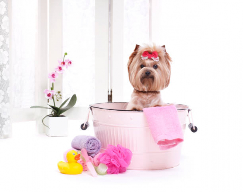Banho Terapêutico para Cães Valores Campestre - Banho Terapêutico para Cachorros