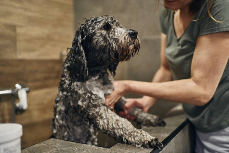 Banho Terapêutico para Cães Jardim Jamaica - Banho Pet Terapêutico