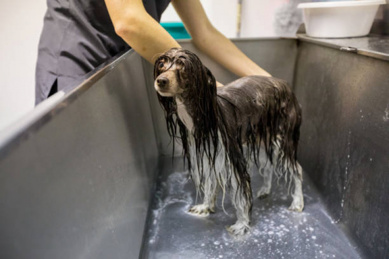 Banho Terapêutico Pet Valores Cidade São Jorge - Banho Terapêutico Animal