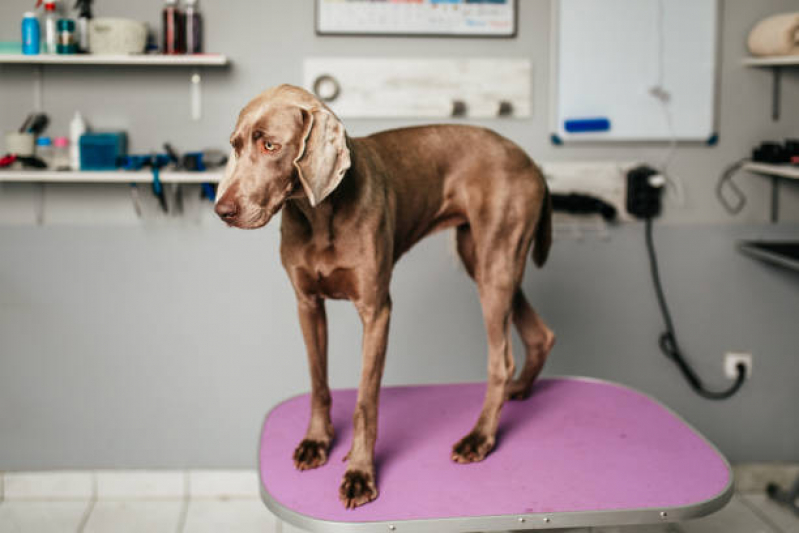 Banho Terapêutico Pet São Paulo - Banho Terapêutico para Cachorros