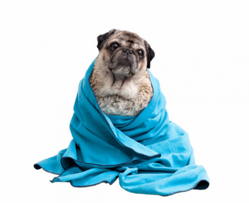 Banho Terapêutico Valores Nova Gerty - Banho Terapêutico para Cachorros