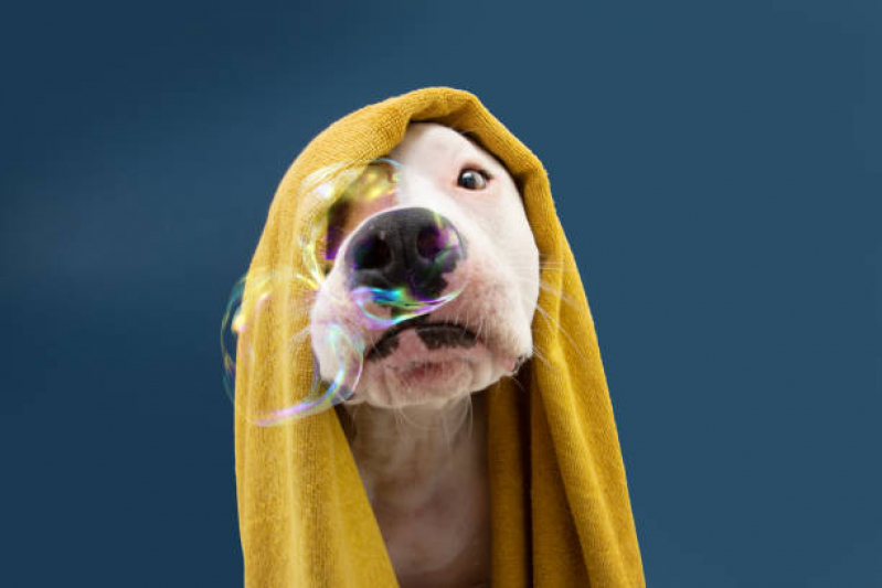 Banho Terapêutico Bairro dos Casas - Banho Terapêutico para Cachorro