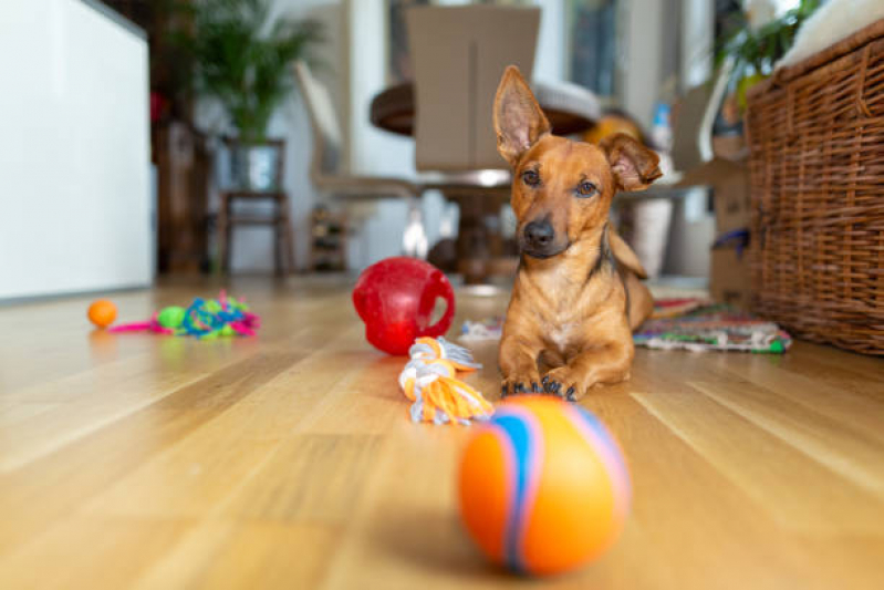 Brinquedo de Pet Valor Vila Floresta - Brinquedo para Cachorro Grande