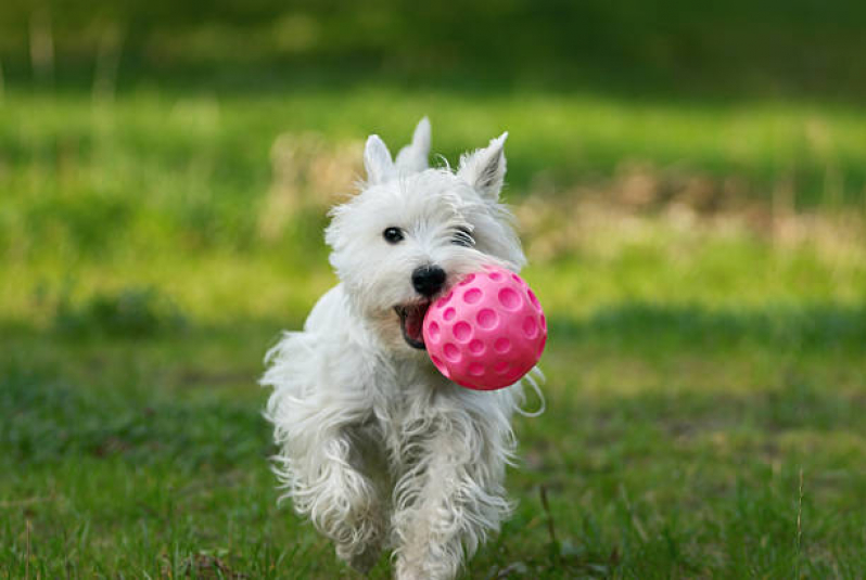 Brinquedo de Pet Casa Branca - Brinquedo Mordedor Cachorro