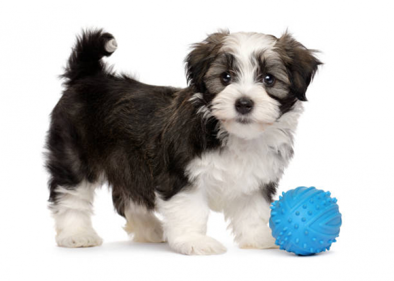 Brinquedo Inteligente para Cachorro Valor Boa Vista - Brinquedo Mordedor Cachorro