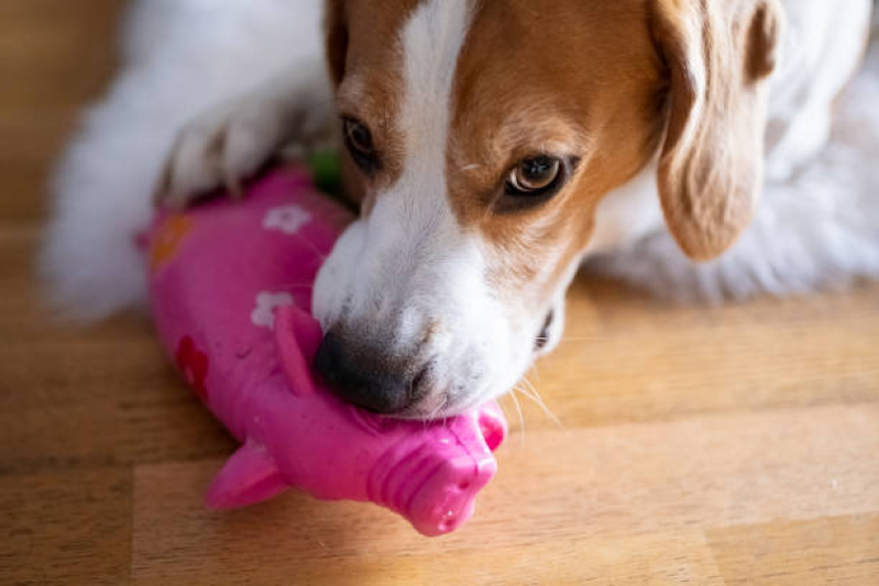 Brinquedo Interativo Cachorro Valor Santa Terezinha - Brinquedo para Cachorro Diadema