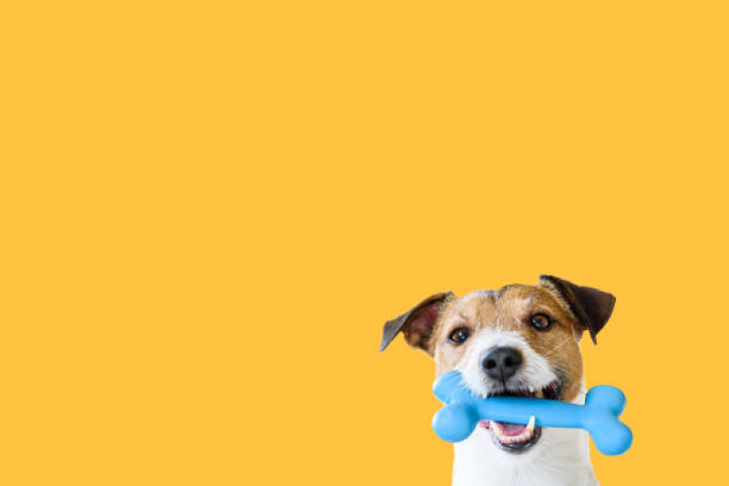 Brinquedo Mordedor Cachorro Valor Parque Erasmo Assunção - Brinquedo para Cachorro Morder