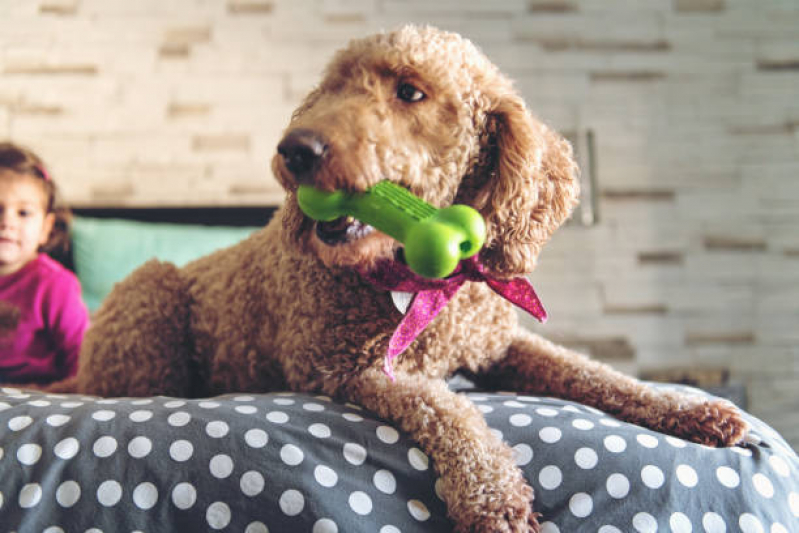 Brinquedo Pet Interativo Valor Paranapiacaba - Brinquedo Resistente para Cachorro