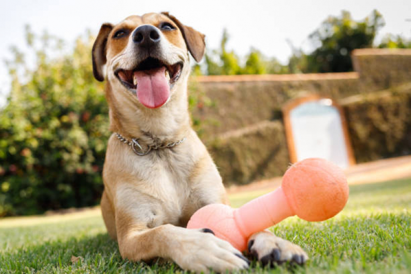Brinquedo Pet Interativo Vila Homero Thon - Brinquedo para Cachorro
