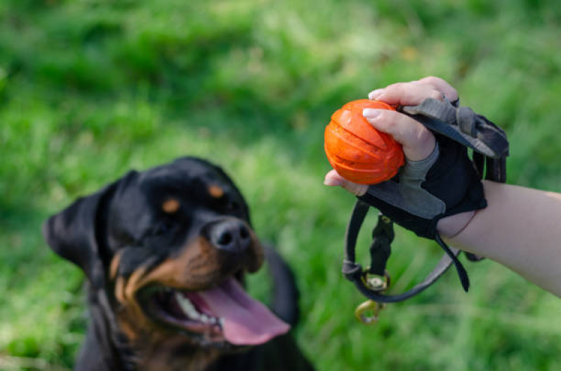 Brinquedos Resistentes para Cachorros Jardim Leblon - Brinquedo Interativo para Cachorro