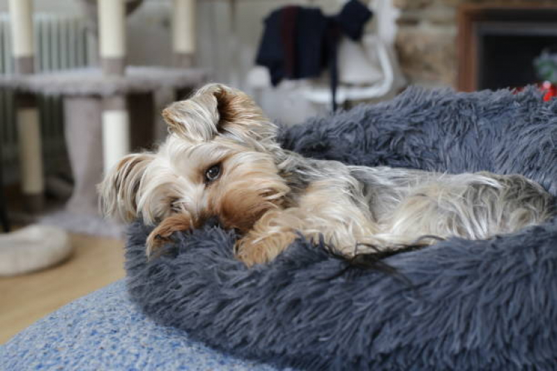 Cama de Animais Preço Jardim Marek - Cama Relaxante para Cachorros
