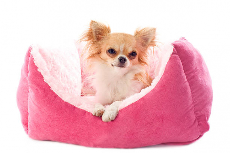 Cama para Animais Preço Vila Scarpelli - Cama Relaxante para Cães