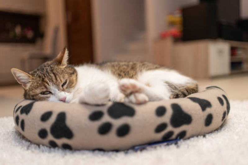Cama para Gatos Preço Vila Curuçá - Cama Relax para Pet