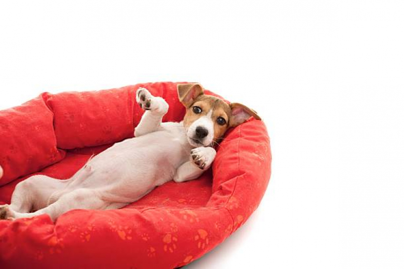 Cama Relax para Pet Preço Jardim Cipreste - Cama Pet Cão