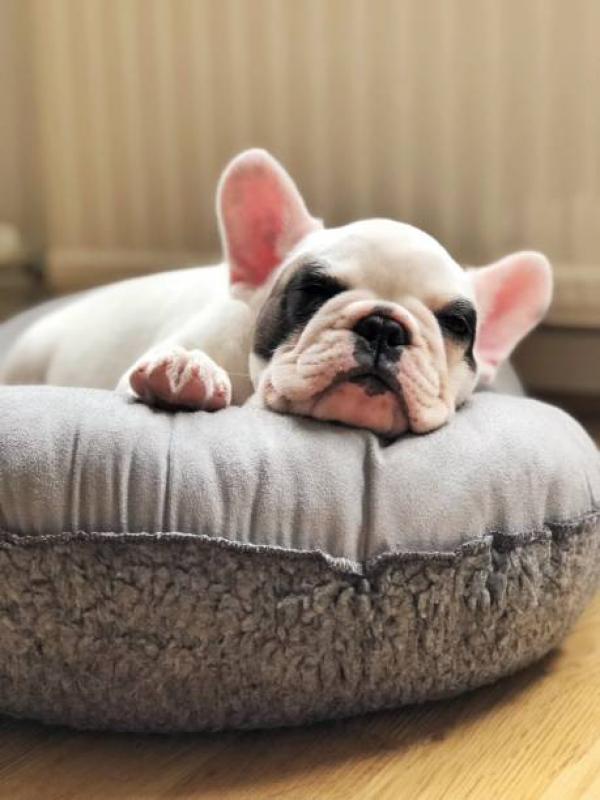Cama Relaxante para Cães Chácara Inglesa - Cama Pet Cão