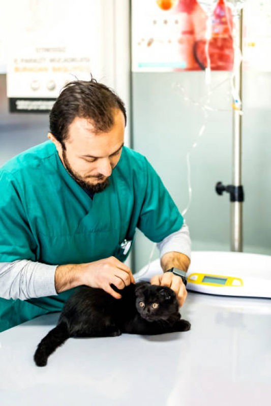 Castração Animal Valores Vila Progresso - Castração de Gato Fêmea