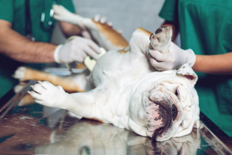 Castração de Cachorro Perto de Mim Parque Represa Billings II - Castração de Cachorro Shih Tzu