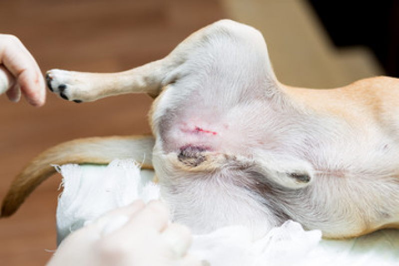 Castração para Cachorro Nova Gerty - Castração de Cachorro Shih Tzu