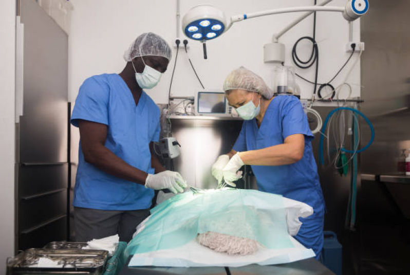 Cirurgia de Castração em Cachorro Macho Paranapiacaba - Castração em Cachorro Macho