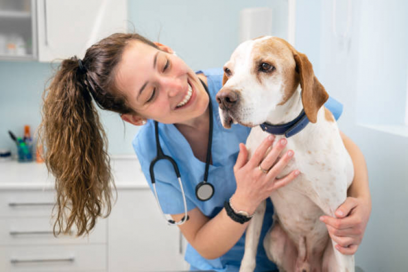 Clínica 24 Horas Veterinária Contato Parque Oratório - Clínica Veterinária para Cães e Gatos