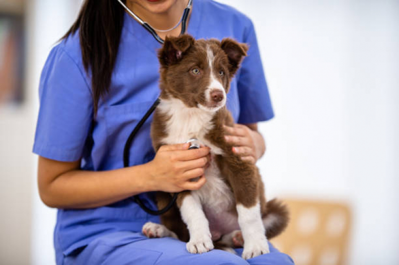 Clínica Pet Veterinária Contato Bairro dos Casas - Clínica Veterinária para Cães e Gatos