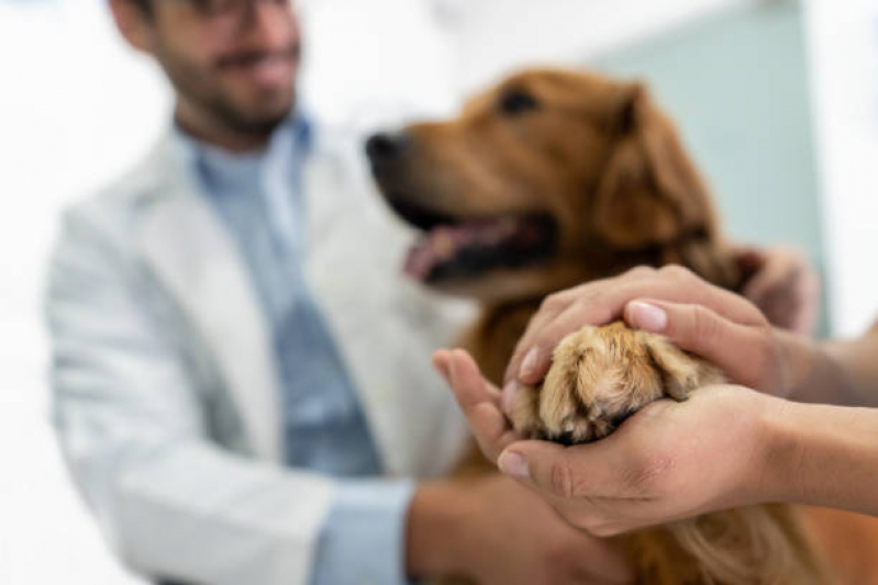 Clínica Veterinária Mais Próxima Jardim do Mar - Clínica Veterinária para Cães e Gatos