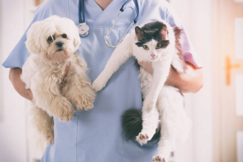 Clínica Veterinária para Cães e Gatos Jardim Marek - Clínica Veterinária Mais Próximo de Mim
