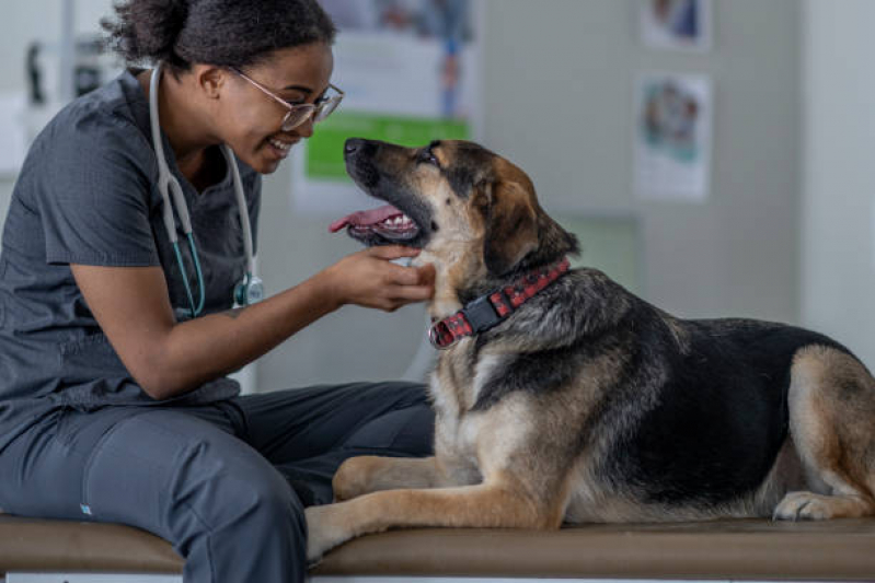 Clínica Veterinária Perto de Mim Contato Av. Kennedy - Clínica Veterinária para Cães e Gatos