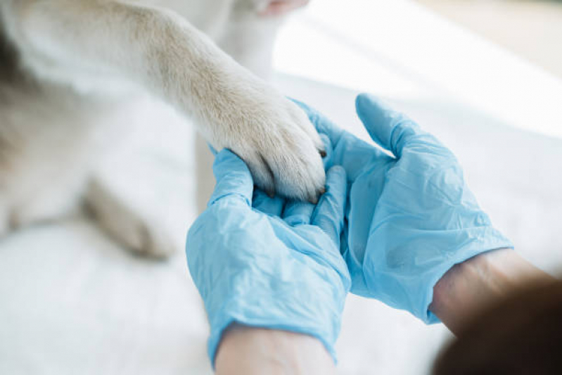 Clínica Veterinária Perto de Mim Dom Jaime - Clínica Veterinária para Cães e Gatos