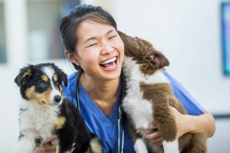 Clínica Veterinária Próximo de Mim Contato Fundação - Clínica Veterinária para Cães e Gatos